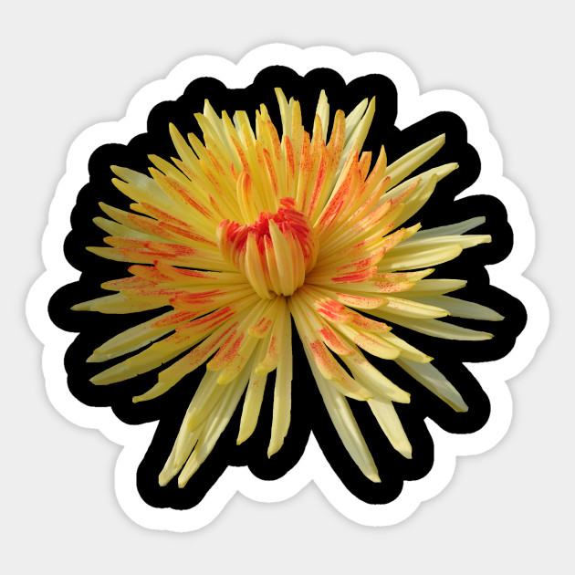 Chrysanthemum Yellow Flower Nature Flowers Bloom