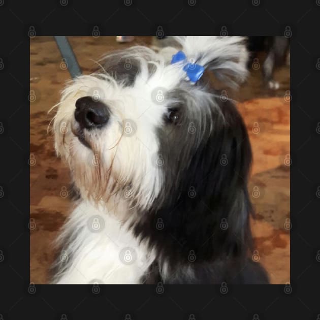 Bearded Collie Puppy Love! A Real Beardie Cutey! by Bucklandcrafts