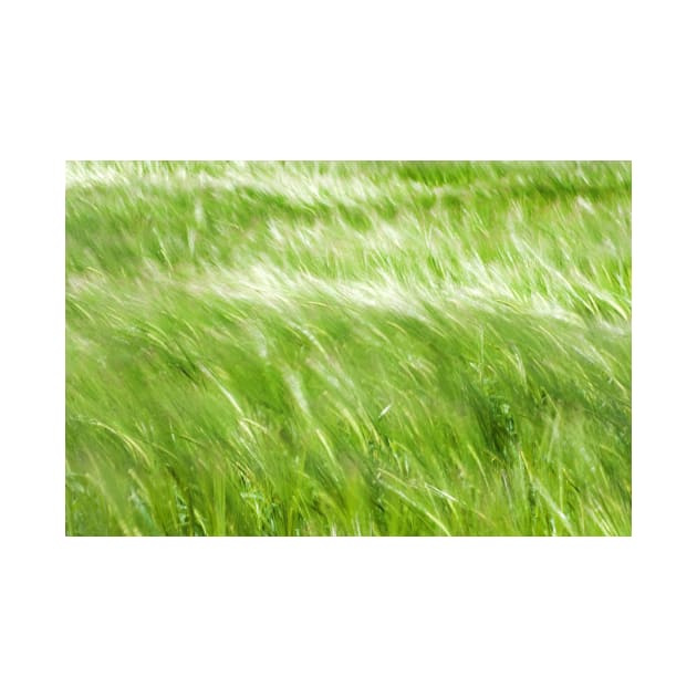 The wind blows across Barley - Yorkshire, UK by richflintphoto