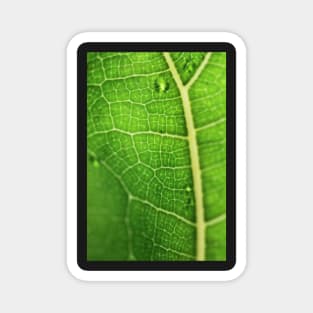 Fiddle Leaf Ficus Magnet