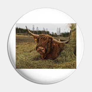 Scottish Highland Cattle Bull 2338 Pin