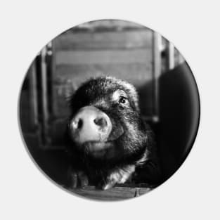 Minipic Pig II / Swiss Artwork Photography Pin