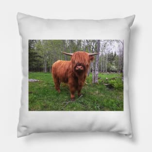 Scottish Highland Cattle Calf 2004 Pillow