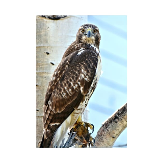 Red Tail Hawk by Scubagirlamy