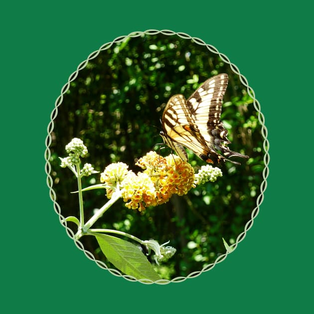 Butterfly Bush - Swallowtail on Yellow Butterfly Bush by SusanSavad