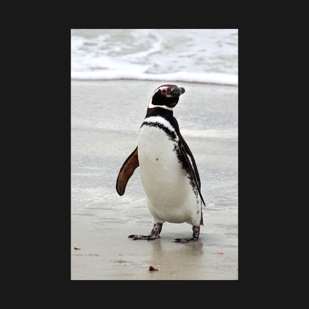 Magellanic Penguin Strolling on the Beach by Carole-Anne