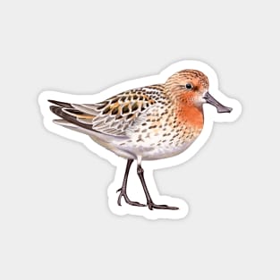 Spoon-billed Sandpiper Magnet