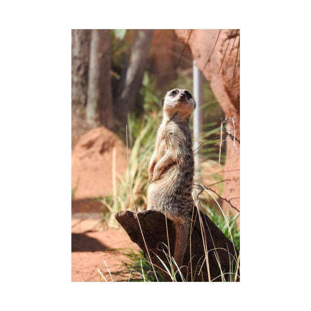 Meerkat by kirstybush