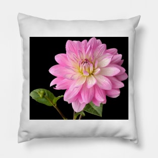 Dahlia Pillow