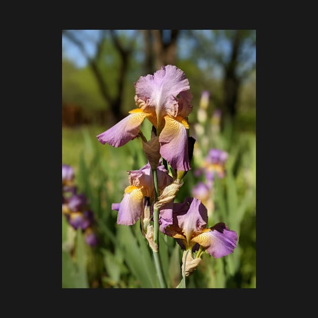 Lavender Irises by AustaArt