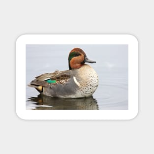 Green-winged Teal Magnet