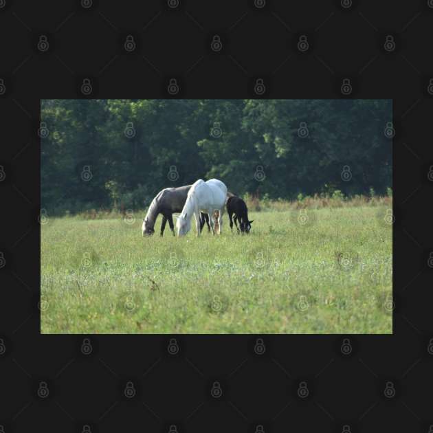 Wild Horse Family by MarieDarcy