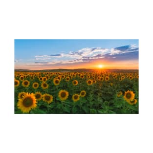 Sunset over field of sunflowers T-Shirt