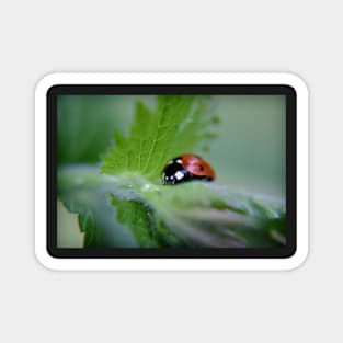 Ladybug on a leaf Magnet