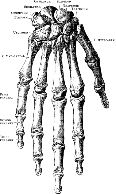 Down Facing Hand Skeletal Diagram Kids T-Shirt by Vintage Anatomy Prints