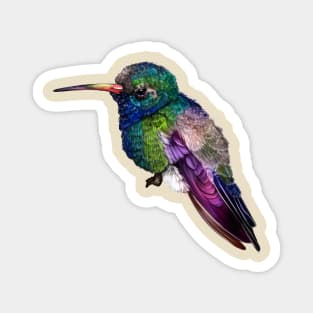 Hummingbird ~ Magnet