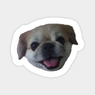 Lucy fur Real - pekingese dog Magnet