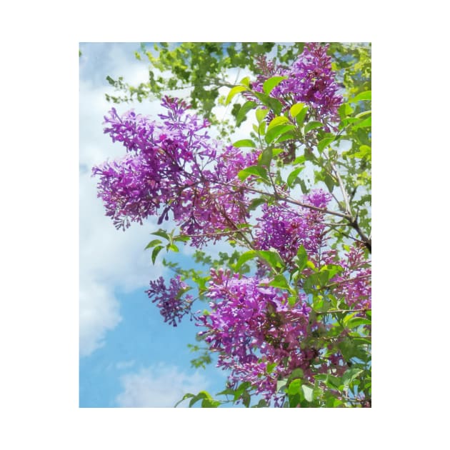 Lilacs on a Sunny Day by SusanSavad