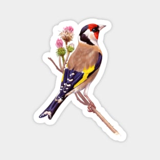 European Goldfinch Magnet