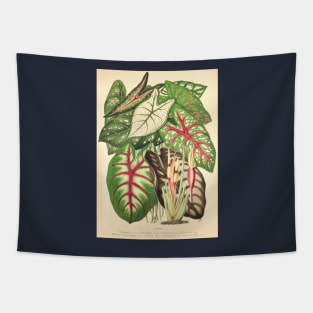 Assorted Caladium and Alocasia - Belgique horticole - Botanical Illustration Tapestry
