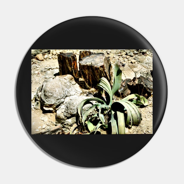 Welwitschia Plant in the Petrified Forest Pin by Carole-Anne