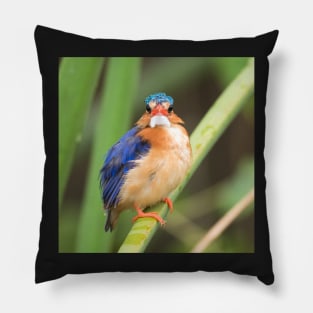 Malachite Kingfisher Pillow