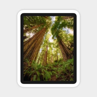 Redwood Forest Magnet