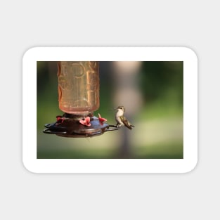 Ruby-Throated Hummingbird Magnet