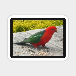 Australian King Parrot Magnet