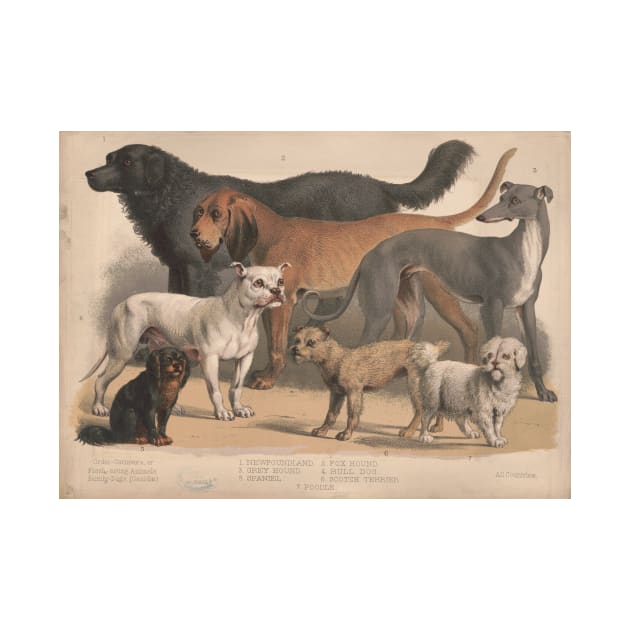 Vintage Dog Breeds Illustration (1874) by Bravuramedia