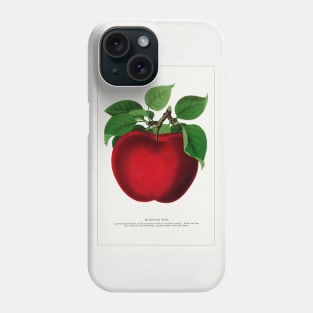 McIntosh Red Apple Lithograph (1900) Phone Case
