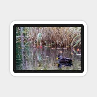 Duck at Heart Shaped Pond Magnet