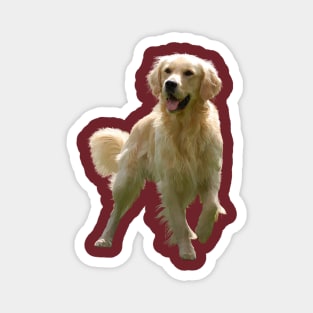 golden Retriever Magnet