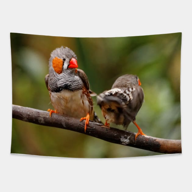 Funny Shake that Booty, Zebra Finch! Tapestry by walkswithnature