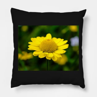 Yellow Anthemis on the dark background Pillow