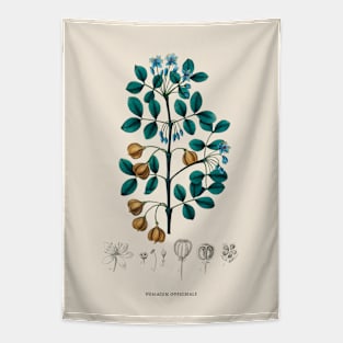 Guaiacwood Antique Botanical Illustration Tapestry