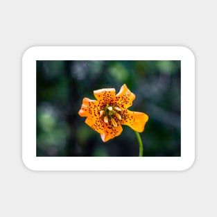 Tiger lily flower Magnet