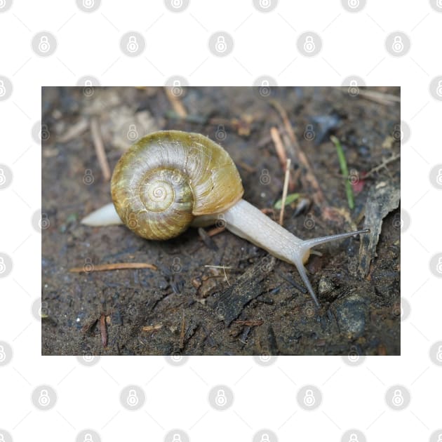 Haplotrema vancouverense snail by SDym Photography