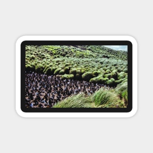 Royal Penguin Colony on Macquarie Island Magnet