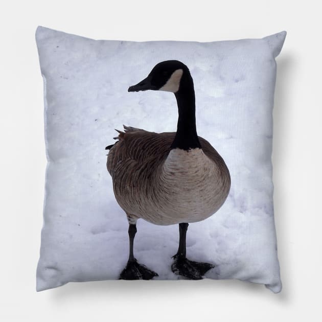 Canada Goose Standing On The Snow Pillow by BackyardBirder