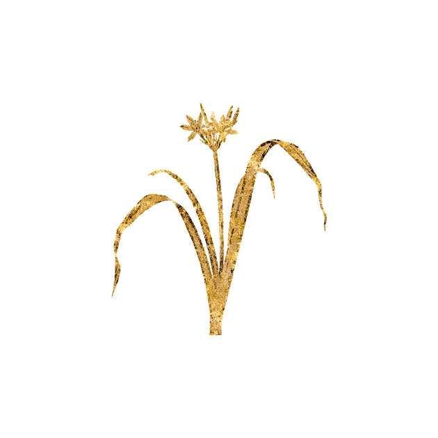 Vintage Gilded Small Flowered Pancratium Botanical Gold Leaf by Holy Rock Design