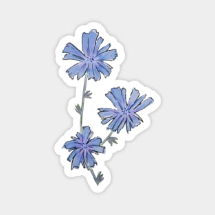 Chicory wildflower drawing Magnet