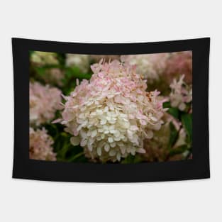 Hydrangea Flower With White & Pink Petals Tapestry