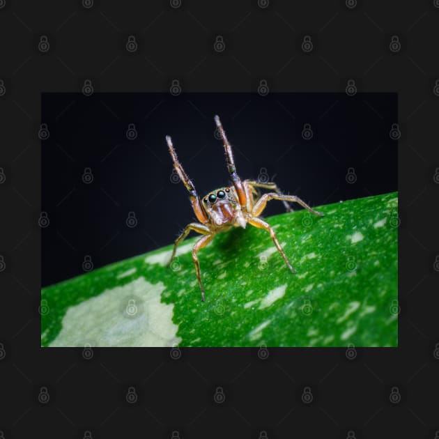 A gorgeous metallic jumper (Siler semiglaucus) raising its arms from a Monstera Thai constellation! It's also know as colorful jumping spider and jade jumping spider by AvonPerception