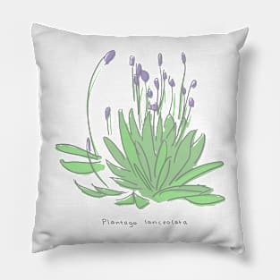 Plantago lanceolata Pillow