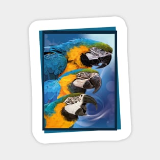 blue-yellow macaw Magnet