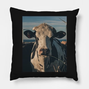 Cow in sunset light Pillow