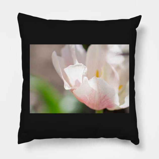 White and rose tulip Pillow by lena-maximova