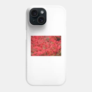 Close-up of red barberry in autumn Phone Case