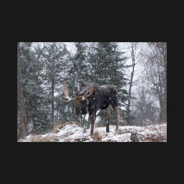 Moose in a snow snow storm by josefpittner